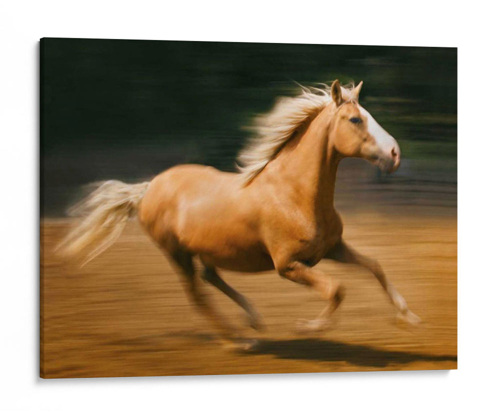 Caballo Ardiente I - David Drost | Cuadro decorativo de Canvas Lab