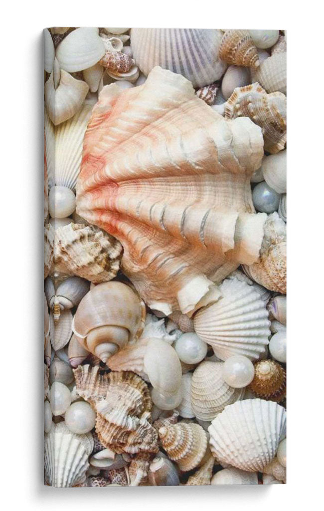Shell Menagerie I - Rachel Perry | Cuadro decorativo de Canvas Lab