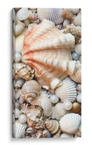 Shell Menagerie I - Rachel Perry | Cuadro decorativo de Canvas Lab