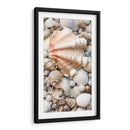 Shell Menagerie I - Rachel Perry | Cuadro decorativo de Canvas Lab