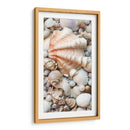 Shell Menagerie I - Rachel Perry | Cuadro decorativo de Canvas Lab