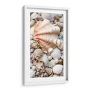 Shell Menagerie I - Rachel Perry | Cuadro decorativo de Canvas Lab