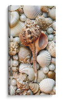 Shell Menagerie Iii - Rachel Perry | Cuadro decorativo de Canvas Lab