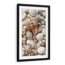 Shell Menagerie Iii - Rachel Perry | Cuadro decorativo de Canvas Lab