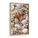 Shell Menagerie Iii - Rachel Perry | Cuadro decorativo de Canvas Lab