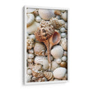 Shell Menagerie Iii - Rachel Perry | Cuadro decorativo de Canvas Lab