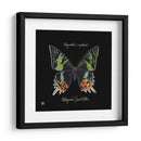 Butterfly Llamativa Ii - Ginny Joyner | Cuadro decorativo de Canvas Lab