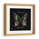 Butterfly Llamativa Ii - Ginny Joyner | Cuadro decorativo de Canvas Lab