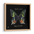 Butterfly Llamativa Ii - Ginny Joyner | Cuadro decorativo de Canvas Lab