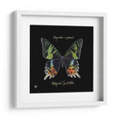 Butterfly Llamativa Ii - Ginny Joyner | Cuadro decorativo de Canvas Lab