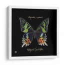 Butterfly Llamativa Ii - Ginny Joyner | Cuadro decorativo de Canvas Lab