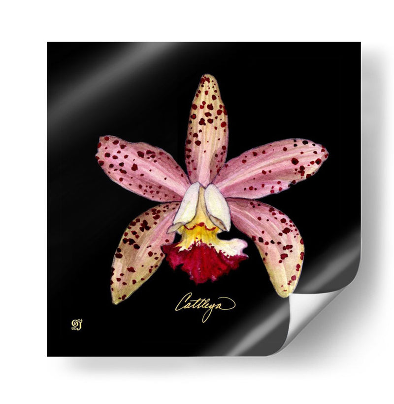 Vivid Orchid Iii - Ginny Joyner | Cuadro decorativo de Canvas Lab