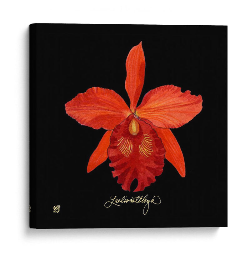 Vivid Orchid Ix - Ginny Joyner | Cuadro decorativo de Canvas Lab