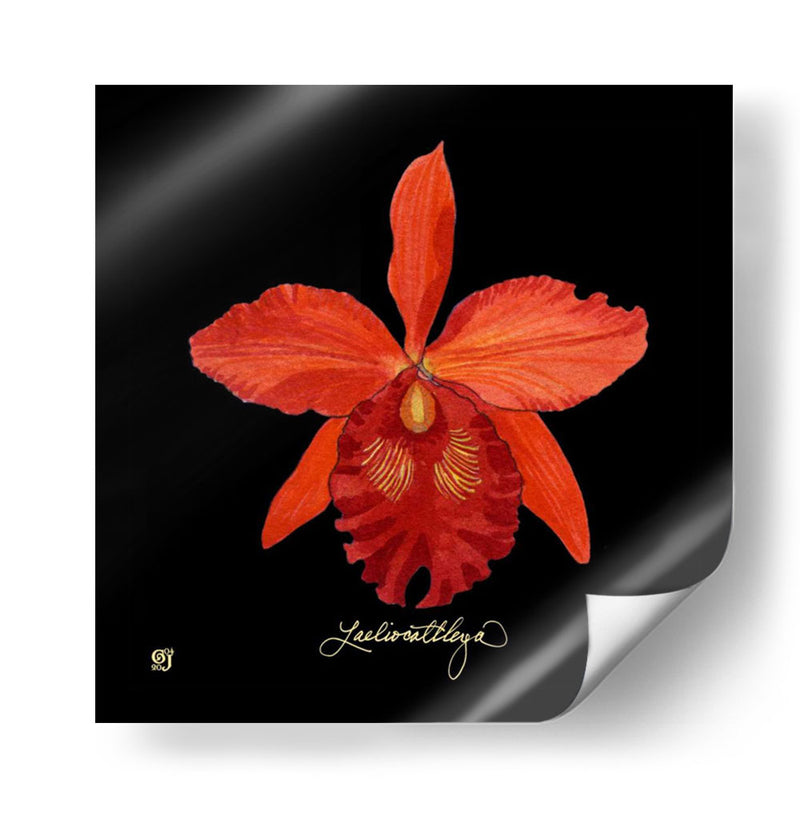 Vivid Orchid Ix - Ginny Joyner | Cuadro decorativo de Canvas Lab