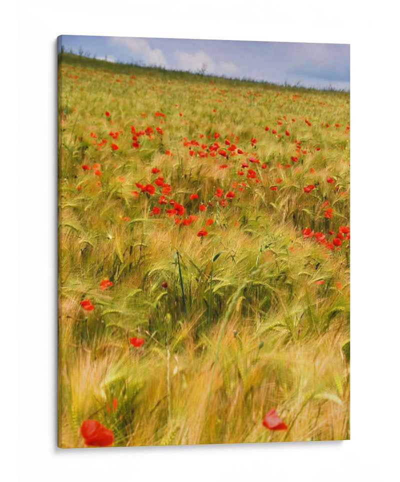 Amapolas En El Campo I - Colby Chester | Cuadro decorativo de Canvas Lab