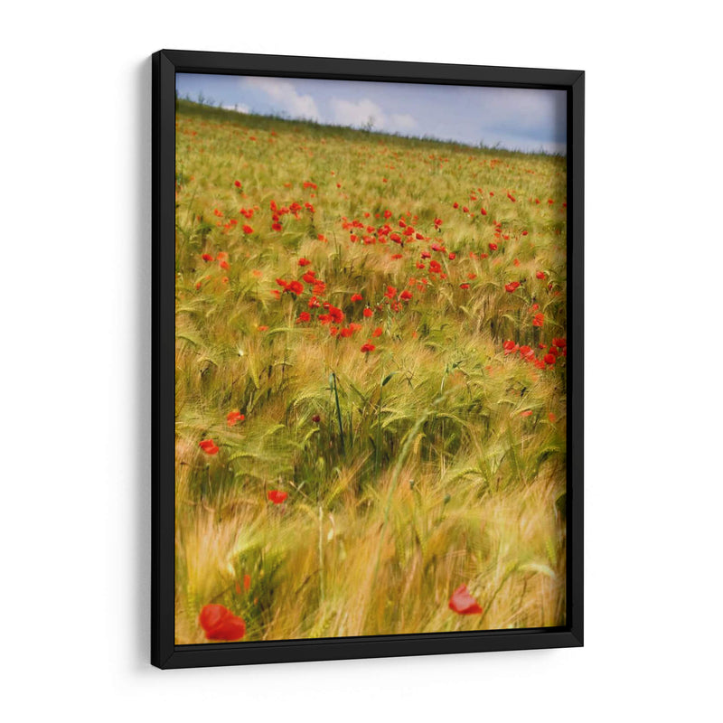 Amapolas En El Campo I - Colby Chester | Cuadro decorativo de Canvas Lab