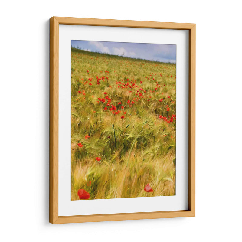 Amapolas En El Campo I - Colby Chester | Cuadro decorativo de Canvas Lab