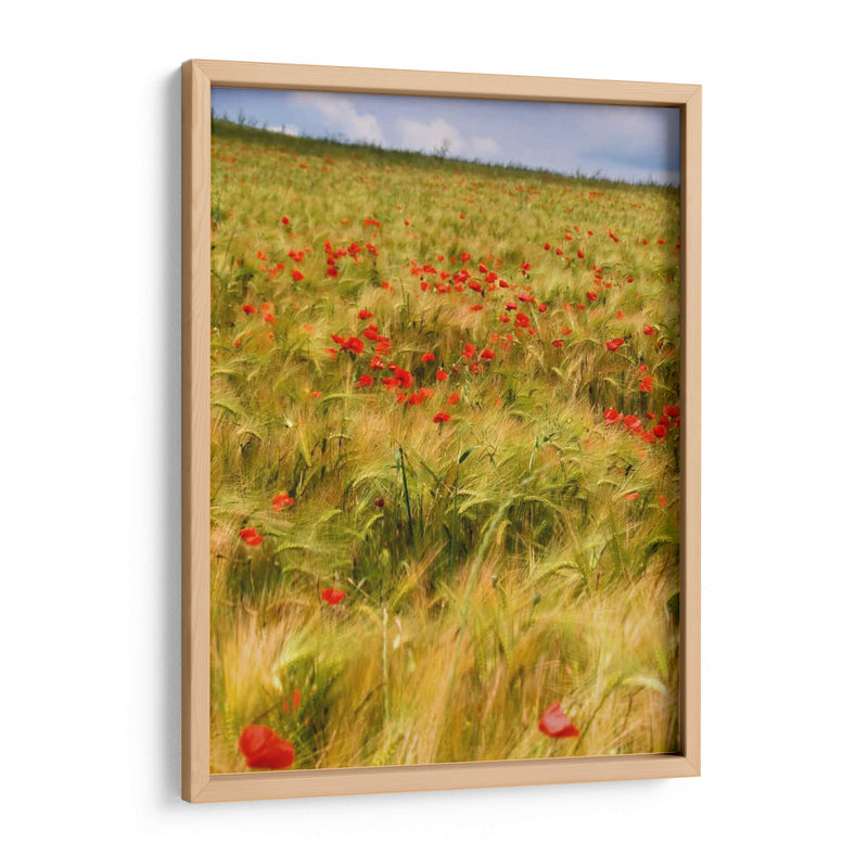 Amapolas En El Campo I - Colby Chester | Cuadro decorativo de Canvas Lab