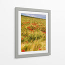 Amapolas En El Campo I - Colby Chester | Cuadro decorativo de Canvas Lab