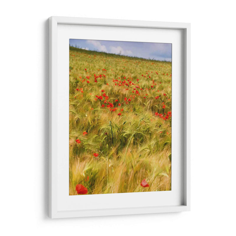 Amapolas En El Campo I - Colby Chester | Cuadro decorativo de Canvas Lab