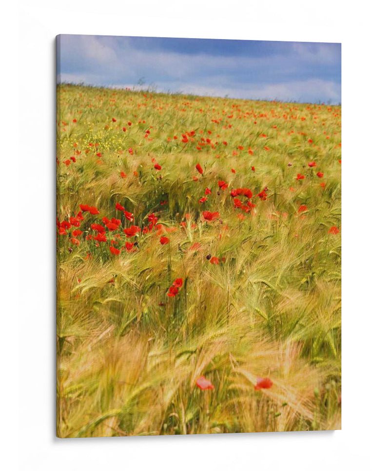 Amapolas En El Campo Ii - Colby Chester | Cuadro decorativo de Canvas Lab