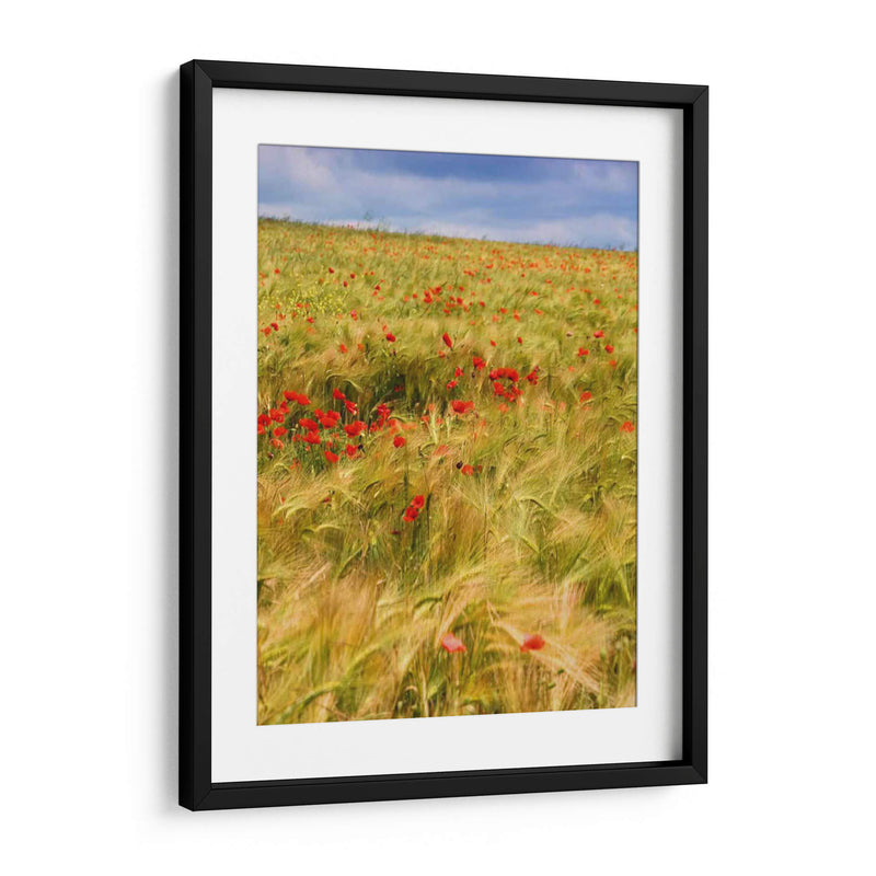 Amapolas En El Campo Ii - Colby Chester | Cuadro decorativo de Canvas Lab