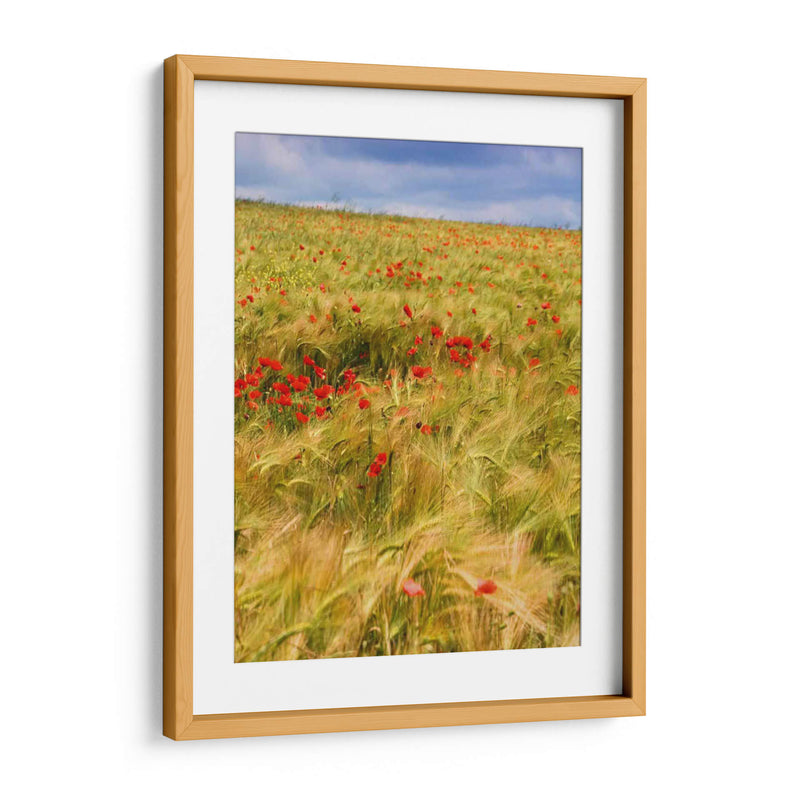 Amapolas En El Campo Ii - Colby Chester | Cuadro decorativo de Canvas Lab