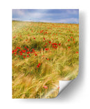 Amapolas En El Campo Ii - Colby Chester | Cuadro decorativo de Canvas Lab