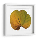 Inflorescencia De Hoja Iii - A. Project | Cuadro decorativo de Canvas Lab