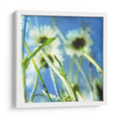 Margaritas Ii - Ingrid Blixt | Cuadro decorativo de Canvas Lab