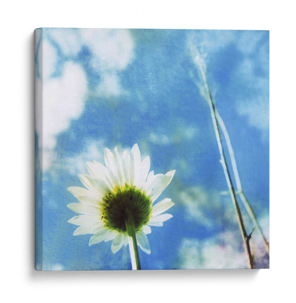 Margaritas Iv - Ingrid Blixt | Cuadro decorativo de Canvas Lab