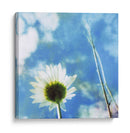 Margaritas Iv - Ingrid Blixt | Cuadro decorativo de Canvas Lab