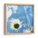 Margaritas Iv - Ingrid Blixt | Cuadro decorativo de Canvas Lab