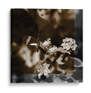 Estudio De Mariposa Iii - A. Project | Cuadro decorativo de Canvas Lab