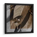 Estudio De Mariposa Vi - A. Project | Cuadro decorativo de Canvas Lab