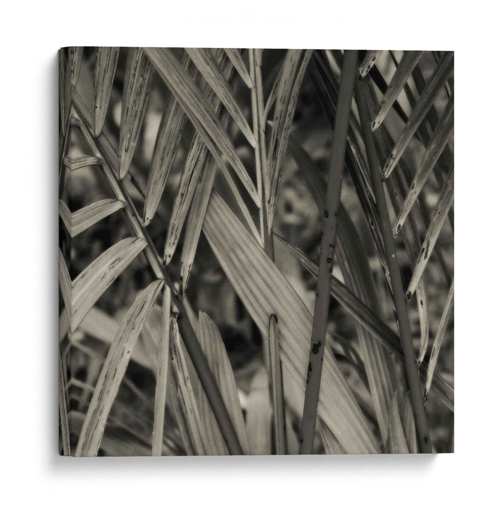 Estudio De Bambú Ii - Tang Ling | Cuadro decorativo de Canvas Lab