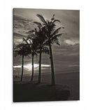 Palmas En La Noche Iii - Tang Ling | Cuadro decorativo de Canvas Lab