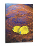 Pescado Enjoyado Ii - Lola Henry | Cuadro decorativo de Canvas Lab