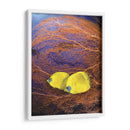 Pescado Enjoyado Ii - Lola Henry | Cuadro decorativo de Canvas Lab