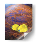 Pescado Enjoyado Ii - Lola Henry | Cuadro decorativo de Canvas Lab