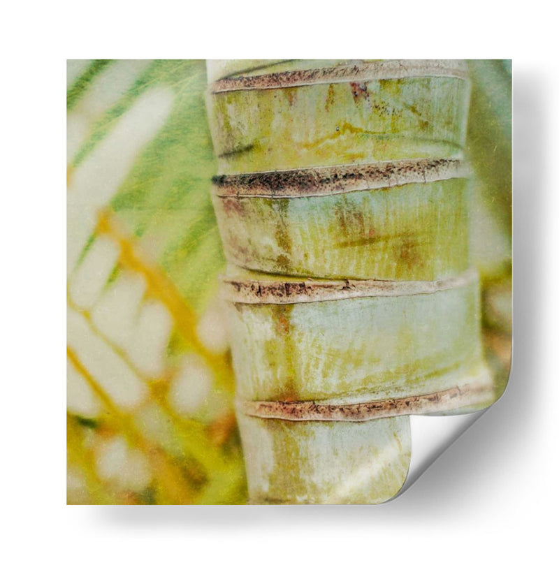 Textura Tropical Ii - Emily Robinson | Cuadro decorativo de Canvas Lab