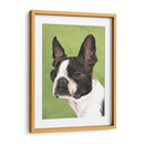 Perro Retrato-Boston - Jill Sands | Cuadro decorativo de Canvas Lab