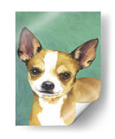 Retrato De Perro-Chihuahua - Jill Sands | Cuadro decorativo de Canvas Lab