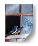 Ventana De Golondrinas Del Granero - Chris Vest | Cuadro decorativo de Canvas Lab