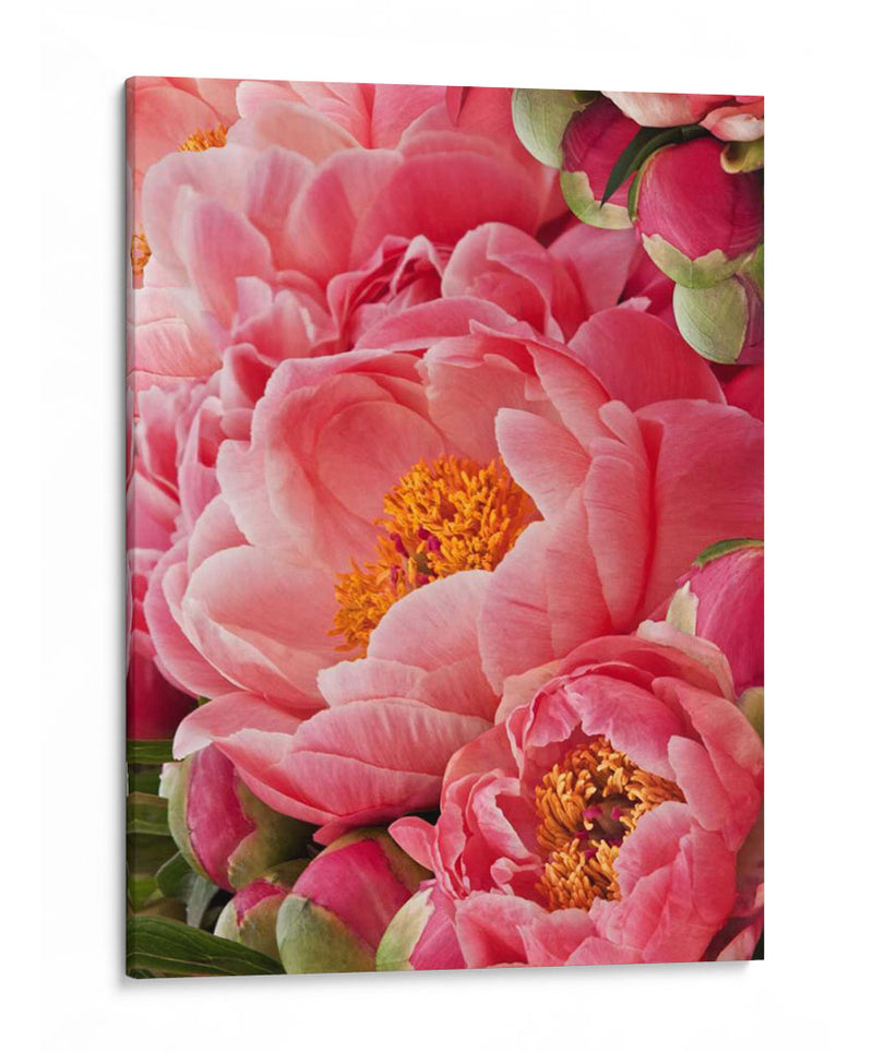 Peonies De Coral Ii - Rachel Perry | Cuadro decorativo de Canvas Lab