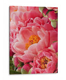 Peonies De Coral Ii - Rachel Perry | Cuadro decorativo de Canvas Lab