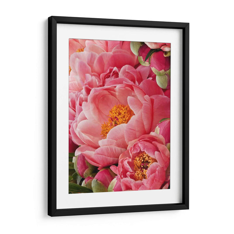 Peonies De Coral Ii - Rachel Perry | Cuadro decorativo de Canvas Lab