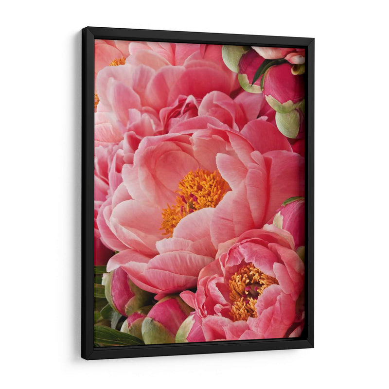 Peonies De Coral Ii - Rachel Perry | Cuadro decorativo de Canvas Lab