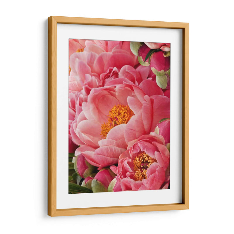 Peonies De Coral Ii - Rachel Perry | Cuadro decorativo de Canvas Lab