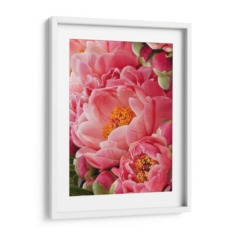 Peonies De Coral Ii - Rachel Perry | Cuadro decorativo de Canvas Lab